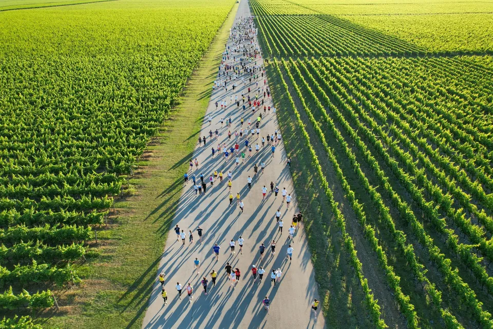Straight road crossing vineyard rows across Ćemovsko polje