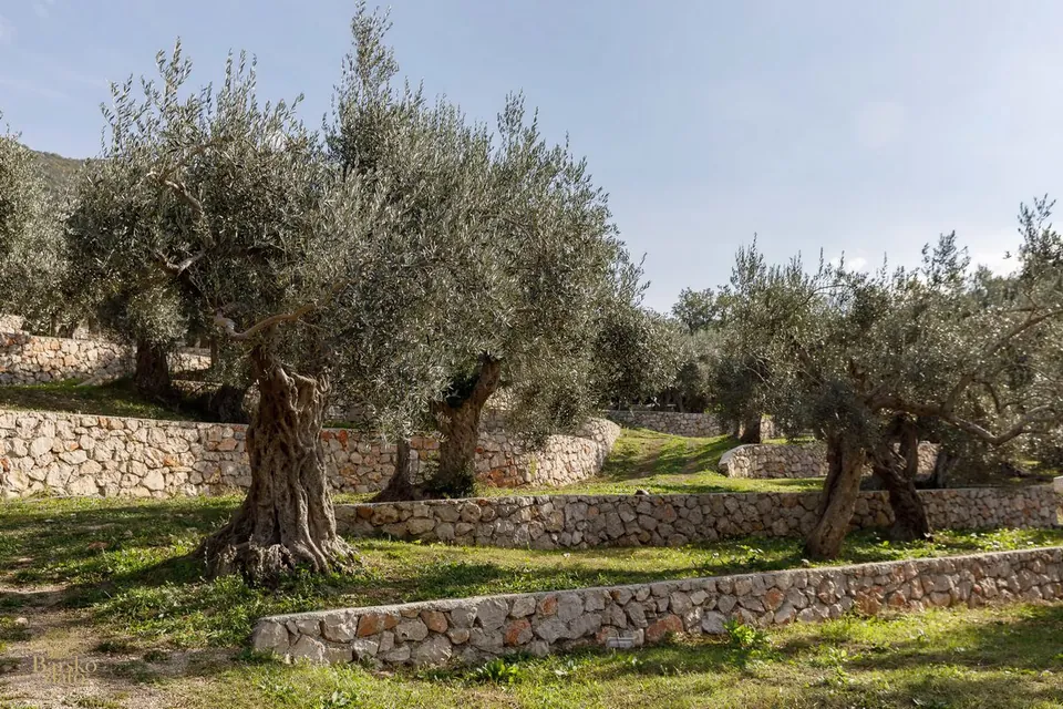Ancient olive trees standing on dry stone terraces