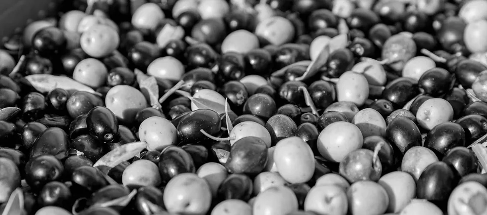Freshly harvested Žutica olives with their leaves in a crate