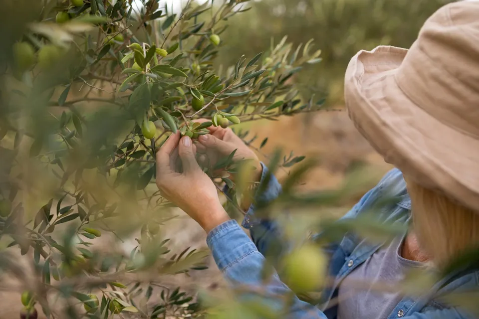 Hand picking green olives from a branch in the grove