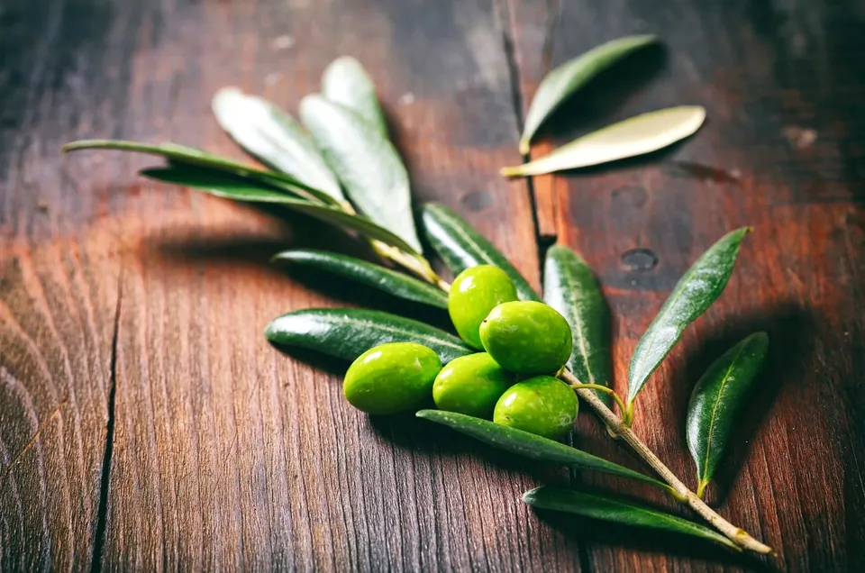Olive branch with green fruit resting on dark wood