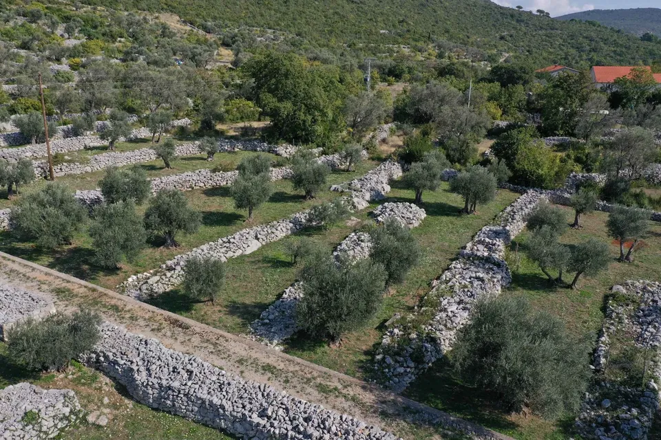Terraced olive grove bordered by dry stone walls on Luštica