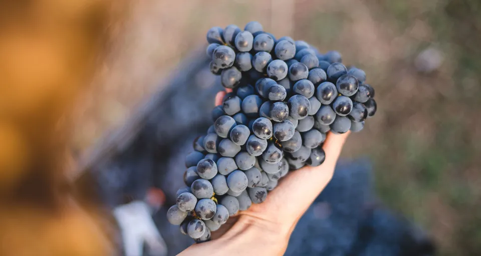 Radević Estate Winery · photo 6