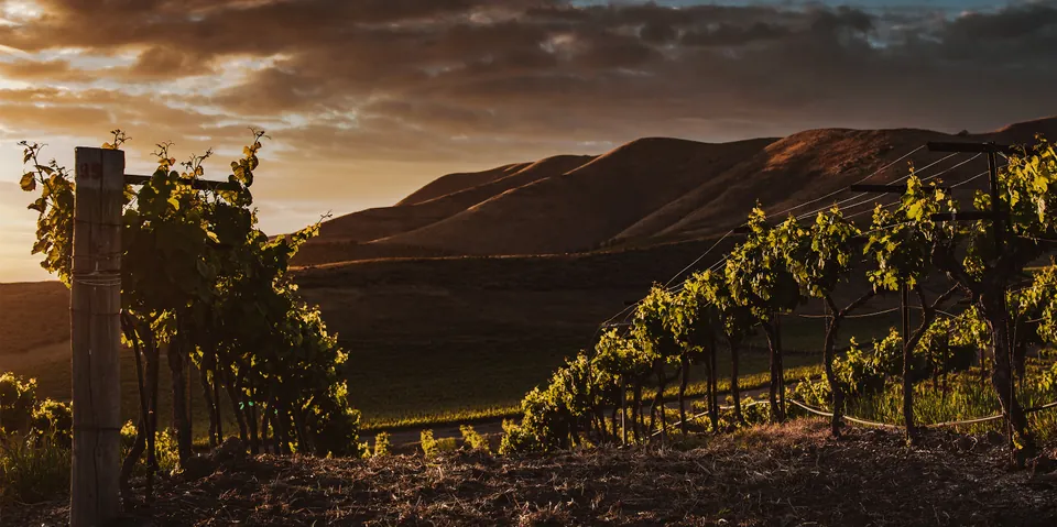 Vine rows in evening light below Lovćen hills
