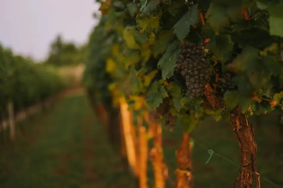 Dark grape cluster on the vine at sunset