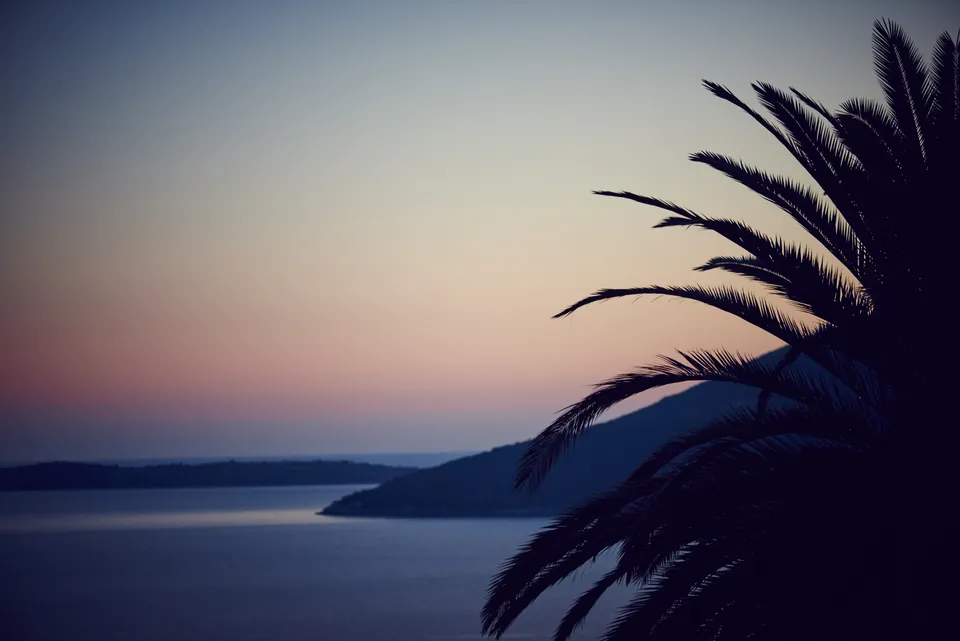 Herceg Novi bay at dusk seen through palm leaves